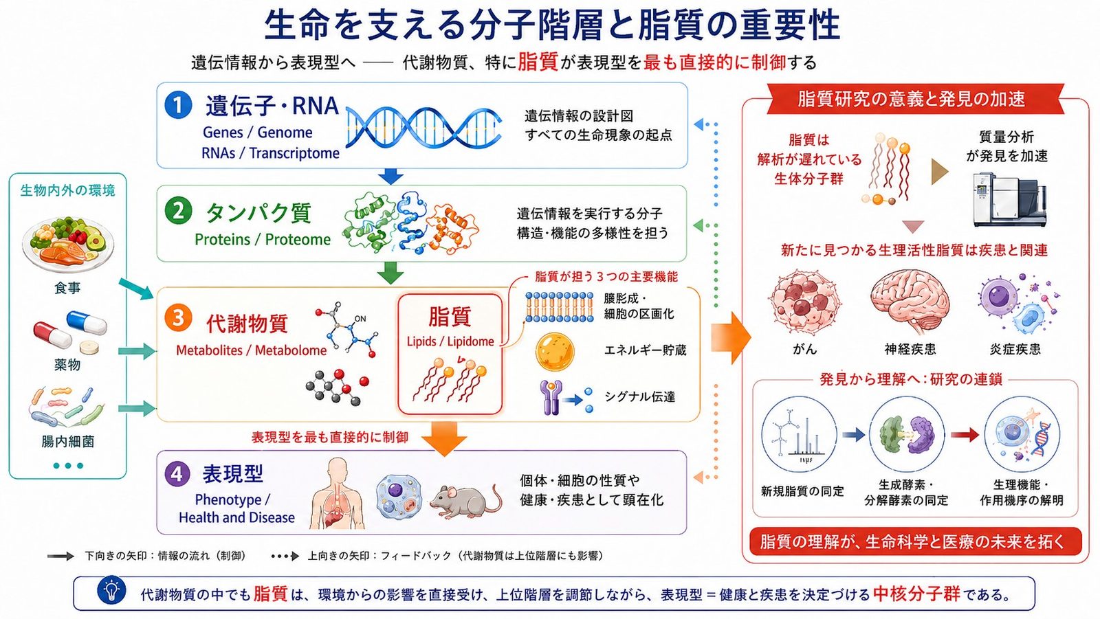 生命を支える分子階層と脂質の重要性：遺伝子・RNA → タンパク質 → 代謝物質（脂質）→ 表現型 の流れと、環境からの入力・フィードバック、脂質研究の意義を示す模式図
