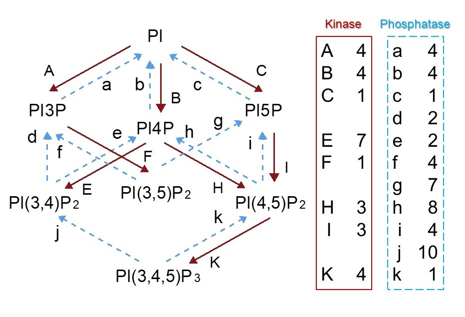 ホスホイノシタイドの相互変換模式図。PI・PI3P・PI4P・PI5P・PI(3,4)P2・PI(3,5)P2・PI(4,5)P2・PI(3,4,5)P3 の8種を頂点に配置し、キナーゼ反応（赤実線・大文字A〜K）とホスファターゼ反応（青破線・小文字a〜k）で結ぶ。右側に各反応を担う酵素数を示す。